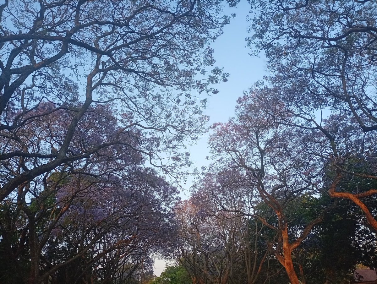 martin_chibanda's tweet image. #VillageTech 
#JacarandaSeason 
#TechAtItsBest
@MabunuTalent 
@SandraMpofu11 
@