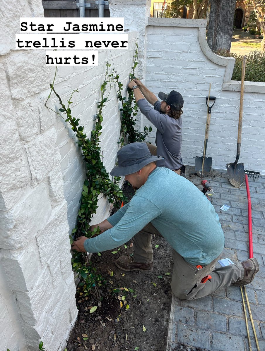 Victory_Turf's tweet image. Cleaned the motor court part of this home up nicely! Star Jasmine trained to wire we installed along with boxwood plantings.