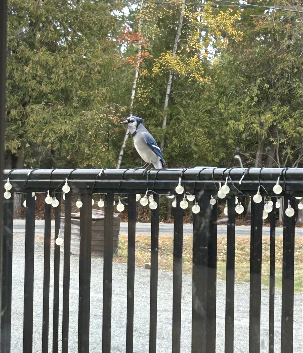 It’s a sign! Go Jays!