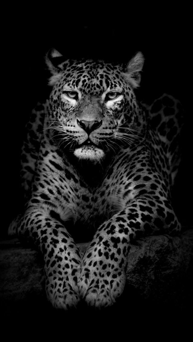 REX (@rexchillect) on Twitter photo 