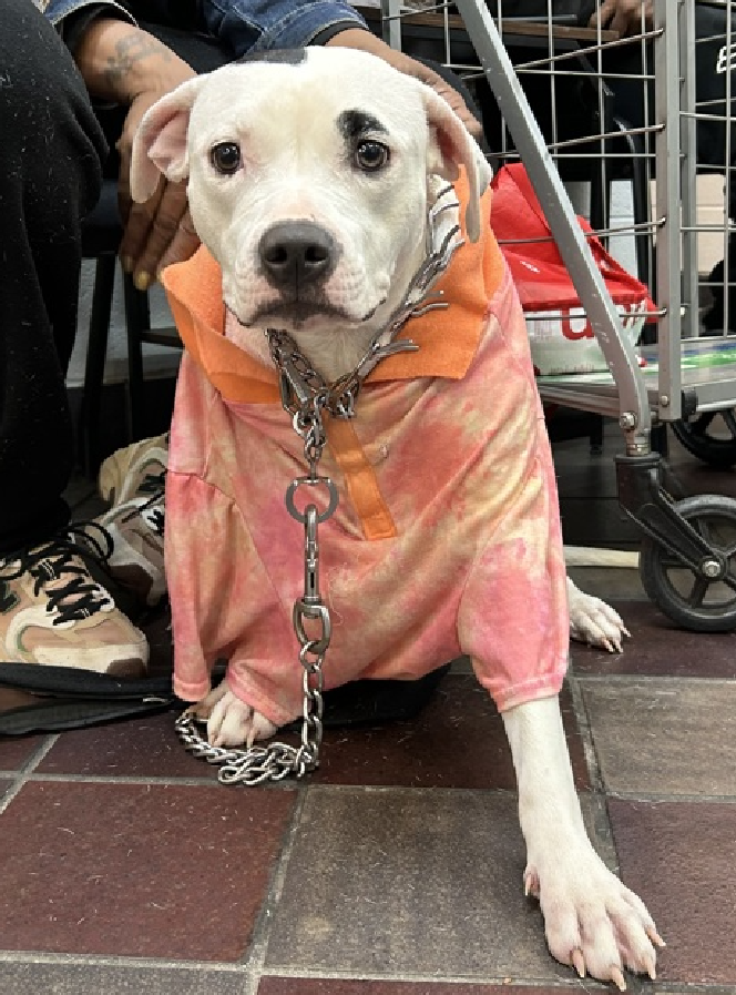 Somethings you can never unsee 
This is how Dot arrived at #NYCACC  

In a polo shirt &amp; chains hanging around her neck 
A #PuppyLove who was not a toy for dress-up
No #Gangster wanta be 
Just a tender soul looking for a #compassionate home 

Terrified in a cruel world