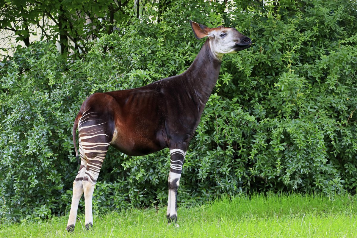 Belga_English's tweet image. Antwerp Zoo explores new protection zone for okapis in Congo prez.ly/Iazd

#Belga #FlandersNewsService #okapi #antwerpzoo