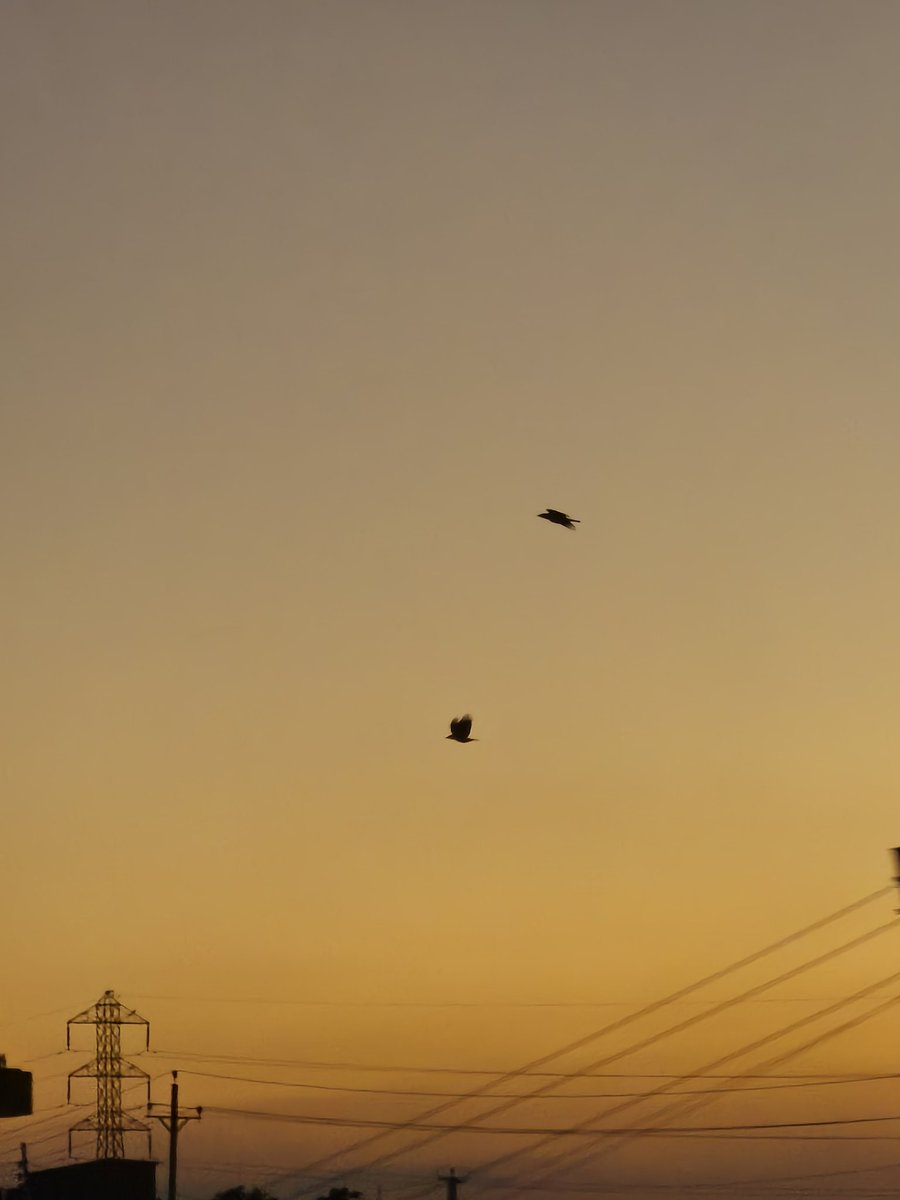 OElsawwah's tweet image. 