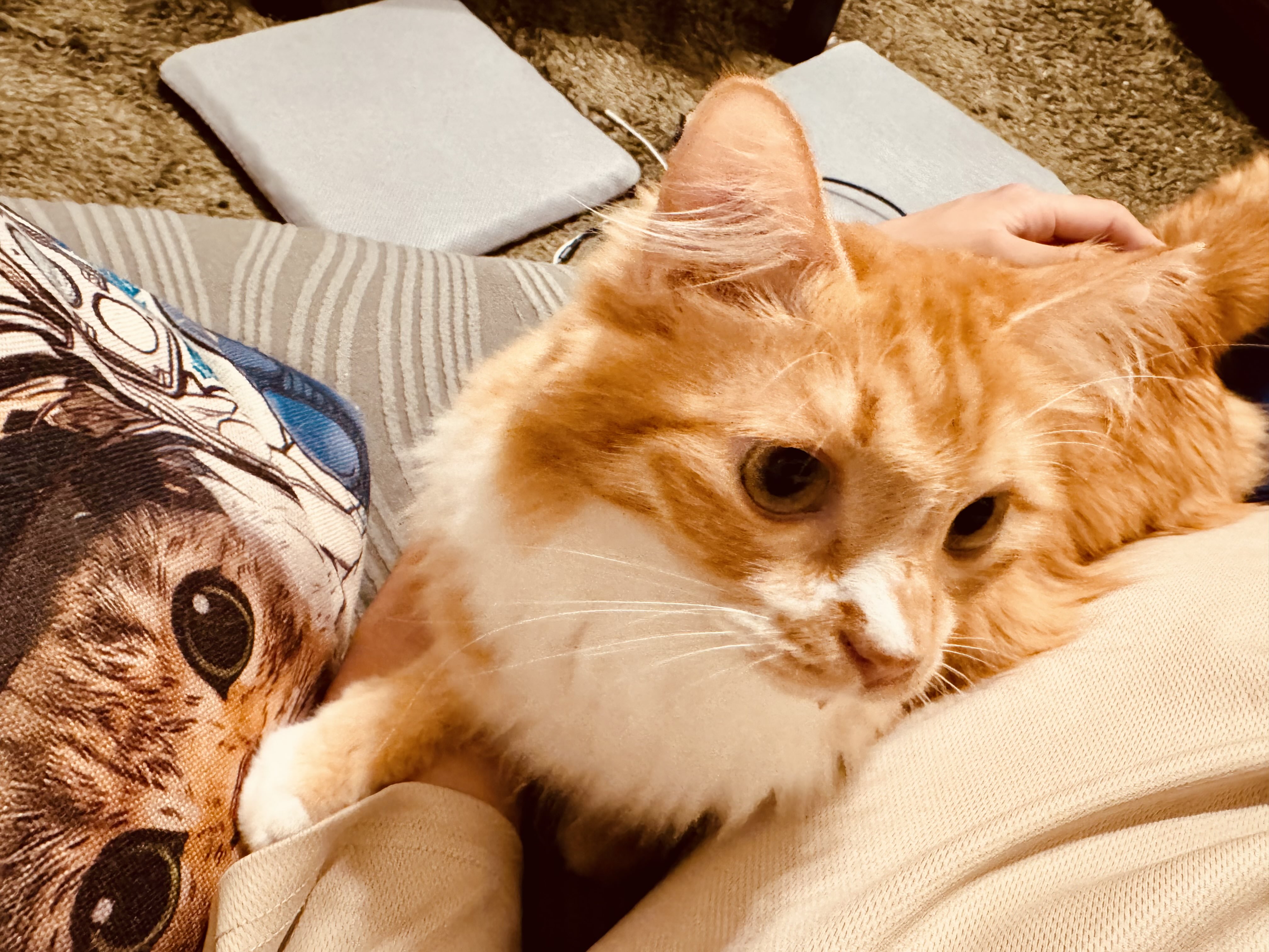 ねこづくし Ukiyo-e 猫百科 ごろごろまるまるネコづくし 会期：2025年 7月