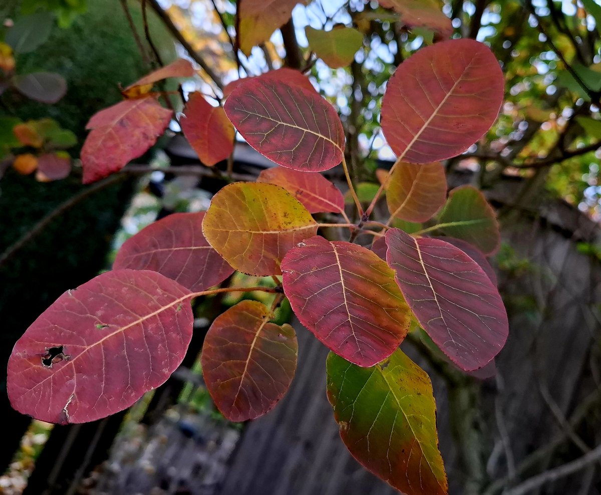 A grey and gloomy day but colour is everywhere.