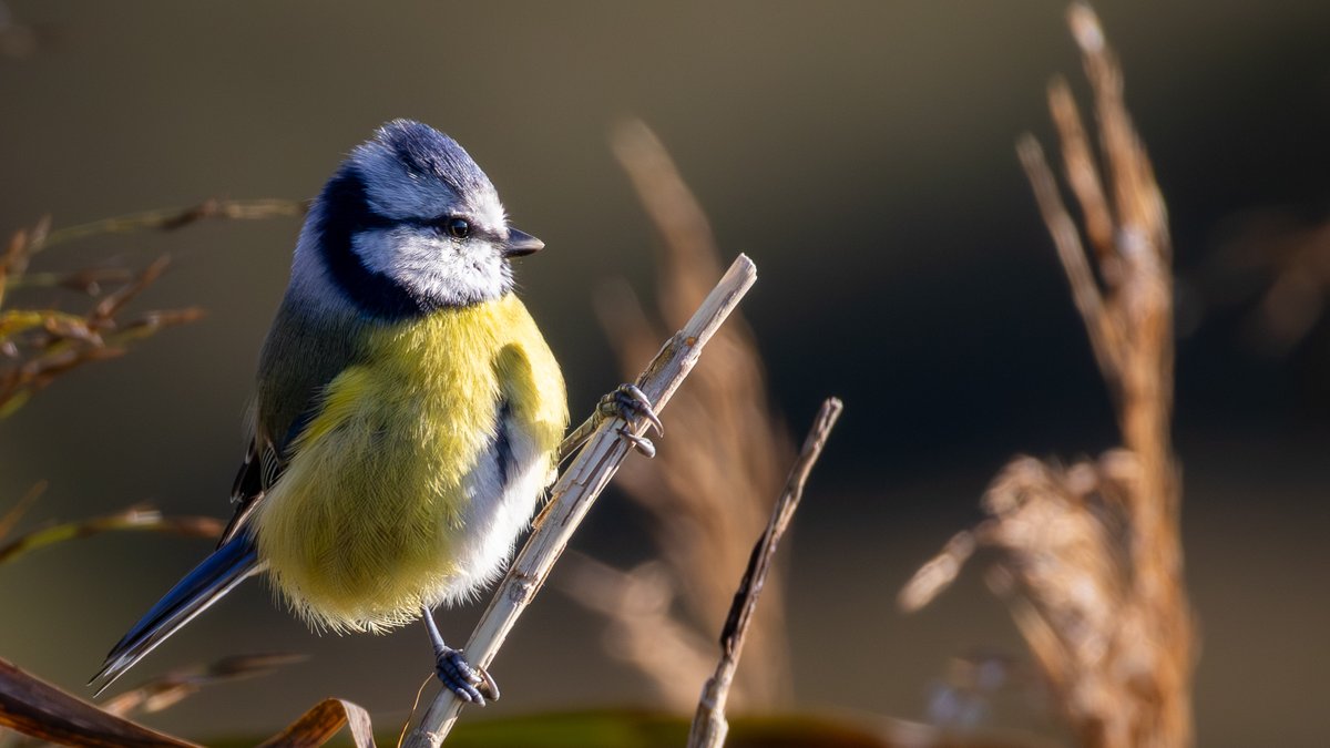 holendertoja's tweet photo. Kawałek nieba i promień słońca w jednym — modraszka (Cyanistes caeruleus). Choć waży tyle co łyżeczka cukru, jest niezwykle odważna i potrafi przegonić znacznie większe ptaki ze swojego terytorium. https://t.co/XgPTxLawR7