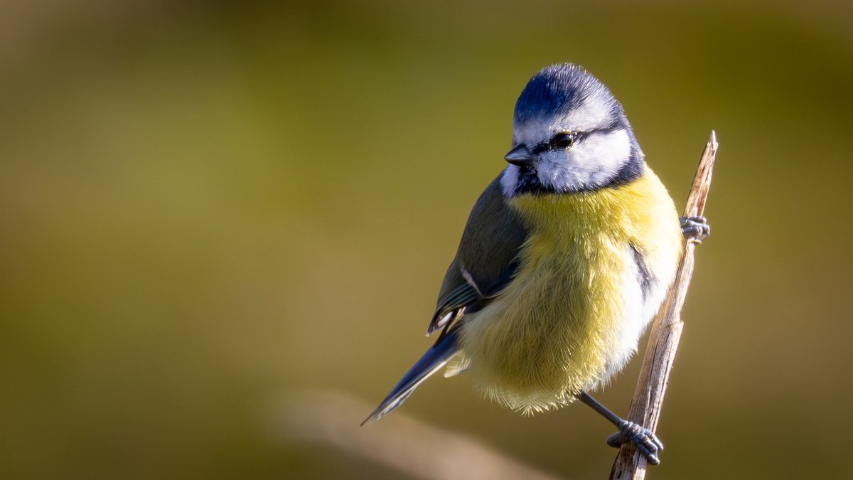 holendertoja's tweet photo. Kawałek nieba i promień słońca w jednym — modraszka (Cyanistes caeruleus). Choć waży tyle co łyżeczka cukru, jest niezwykle odważna i potrafi przegonić znacznie większe ptaki ze swojego terytorium. https://t.co/XgPTxLawR7