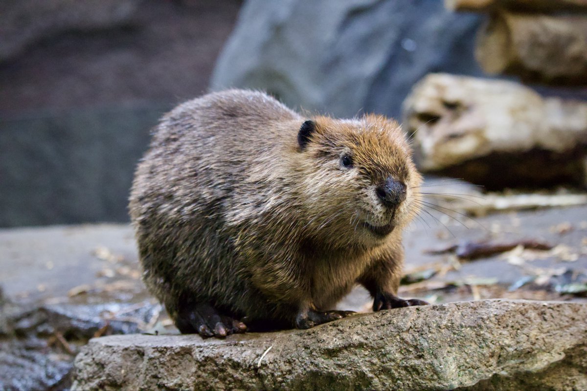 吉徳のぬいぐるみ感
（2025.10.8）

#神戸どうぶつ王国
#アメリカビーバー　#beaver
