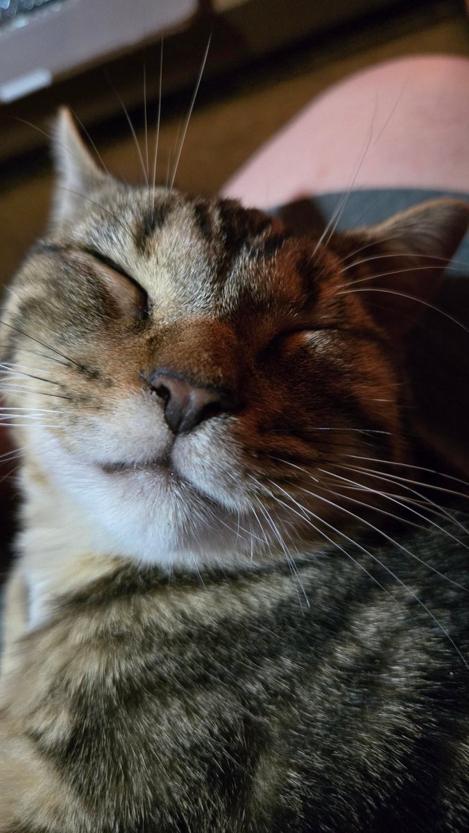 KlownyJ's tweet photo. Oh, sleepy kitty https://t.co/x0VxgBK2Nj