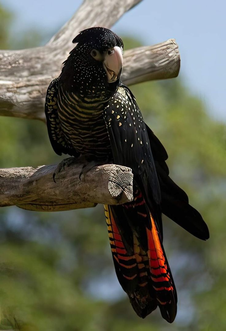 Worldwild05 (@worldwild05) on Twitter photo 