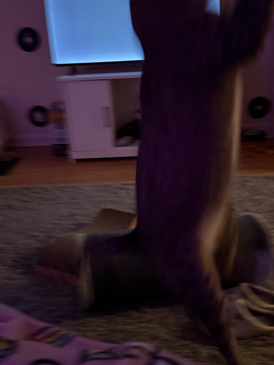 mrmeowserr's tweet image. I JUMP FOR MINE TOY