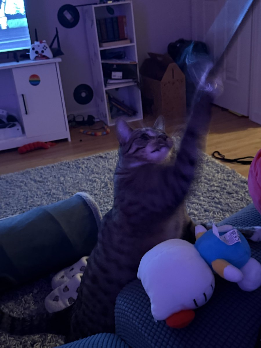 mrmeowserr's tweet image. I JUMP FOR MINE TOY
