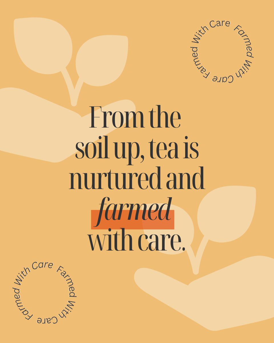 🌽🥕🥔 From fields to your plate, Canada’s harvest is easy to picture. But don’t forget... tea is a plant too, grown from the ground up and #FarmedWithCare. 🍵🌱 #FallIntoTea #BrewCrew #PinkiesUp