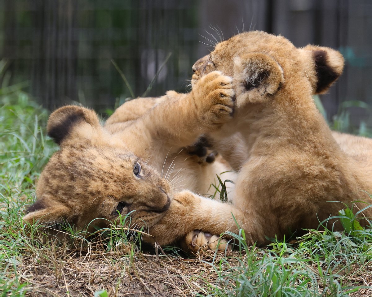 しばライオンページ しばライオンページ The day my Shiba Inu turned into a lion