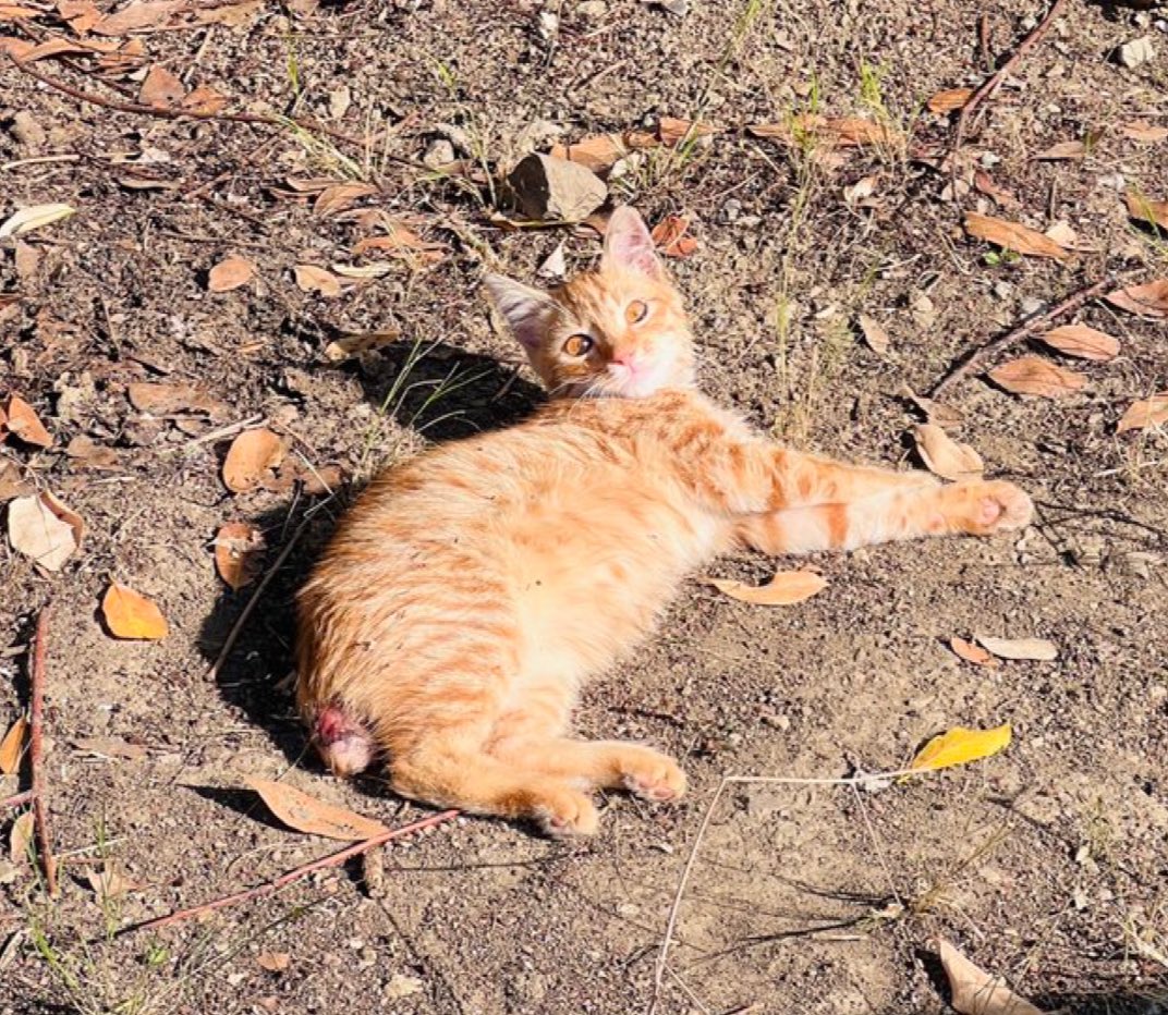 Kuyruğu kesilmiş. Şu an iyileşme sürecinde. Sonrasında sokağa dönmesin. Yuva aranıyor. İstanbul’da. İletişim: <a href="/aaa1890aa/">paticikler</a>