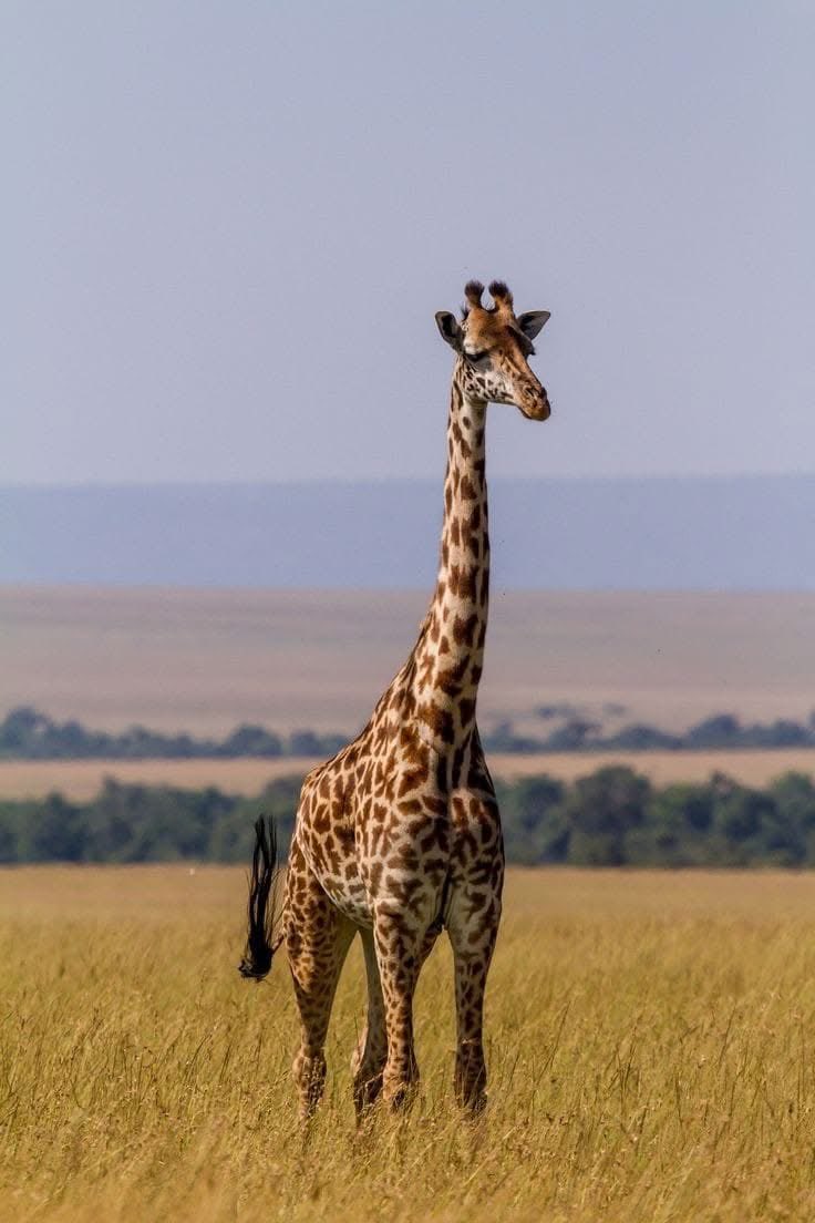 Stejos_Tours's tweet image. Did you know every Masai giraffe’s spots are unique, like fingerprints? 🦒

Catch these gentle giants towering over the savannah on your next Masai Mara safari 

#MasaiMara #WildlifeFacts #TravelWithUs #AdventureAwaits