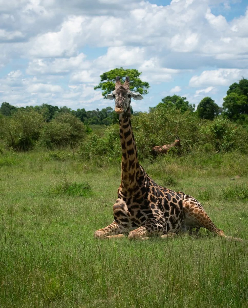 Stejos_Tours's tweet image. Did you know every Masai giraffe’s spots are unique, like fingerprints? 🦒

Catch these gentle giants towering over the savannah on your next Masai Mara safari 

#MasaiMara #WildlifeFacts #TravelWithUs #AdventureAwaits