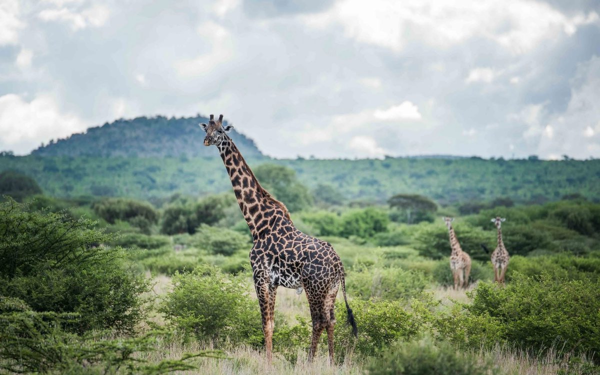 Stejos_Tours's tweet image. Did you know every Masai giraffe’s spots are unique, like fingerprints? 🦒

Catch these gentle giants towering over the savannah on your next Masai Mara safari 

#MasaiMara #WildlifeFacts #TravelWithUs #AdventureAwaits