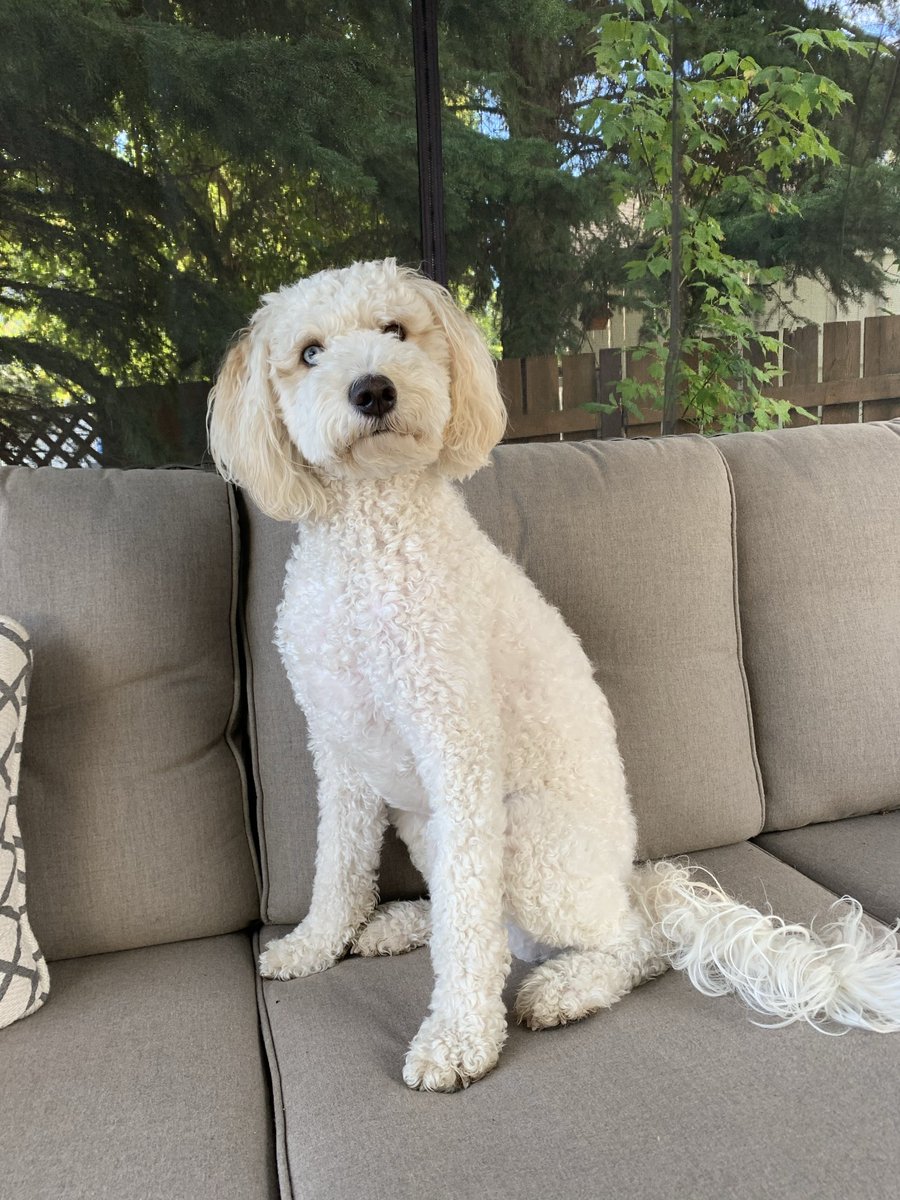 doodledog412's tweet image. Did you know  in 1921, 2 Canadians, Banting &amp;amp; McLeod invented insulin? The original patent was sold for just 1 dollar &amp;amp; for decades, a Canadian lab produced insulin publicly before it was  privatized. 🐶 #FunFactFriday