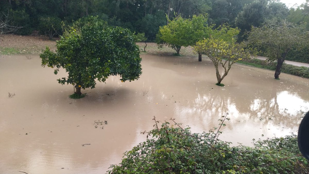 Fortes ⛈️ en aquest moment al Pla de Mallorca, entre Montuiri, Algaida i Porreres deixant registres entre 30 i 40 mm en només 1 hora. 
Camps anegats als voltants de Montuiri (📷 Tomeu Mateu)
+ Info 👇
whatsapp.com/channel/0029Vb…