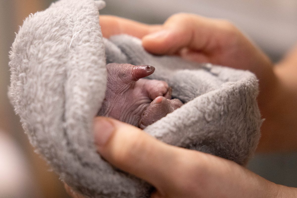 How adorable?! 😍You may think this fantastic beast may grow up to collect gold from around the wizarding world, but it is in fact, an echidna puggle! Meet Mazzy, who came to us after her mother was hit by a car and she was left orphaned. She is one of two puggles this size who