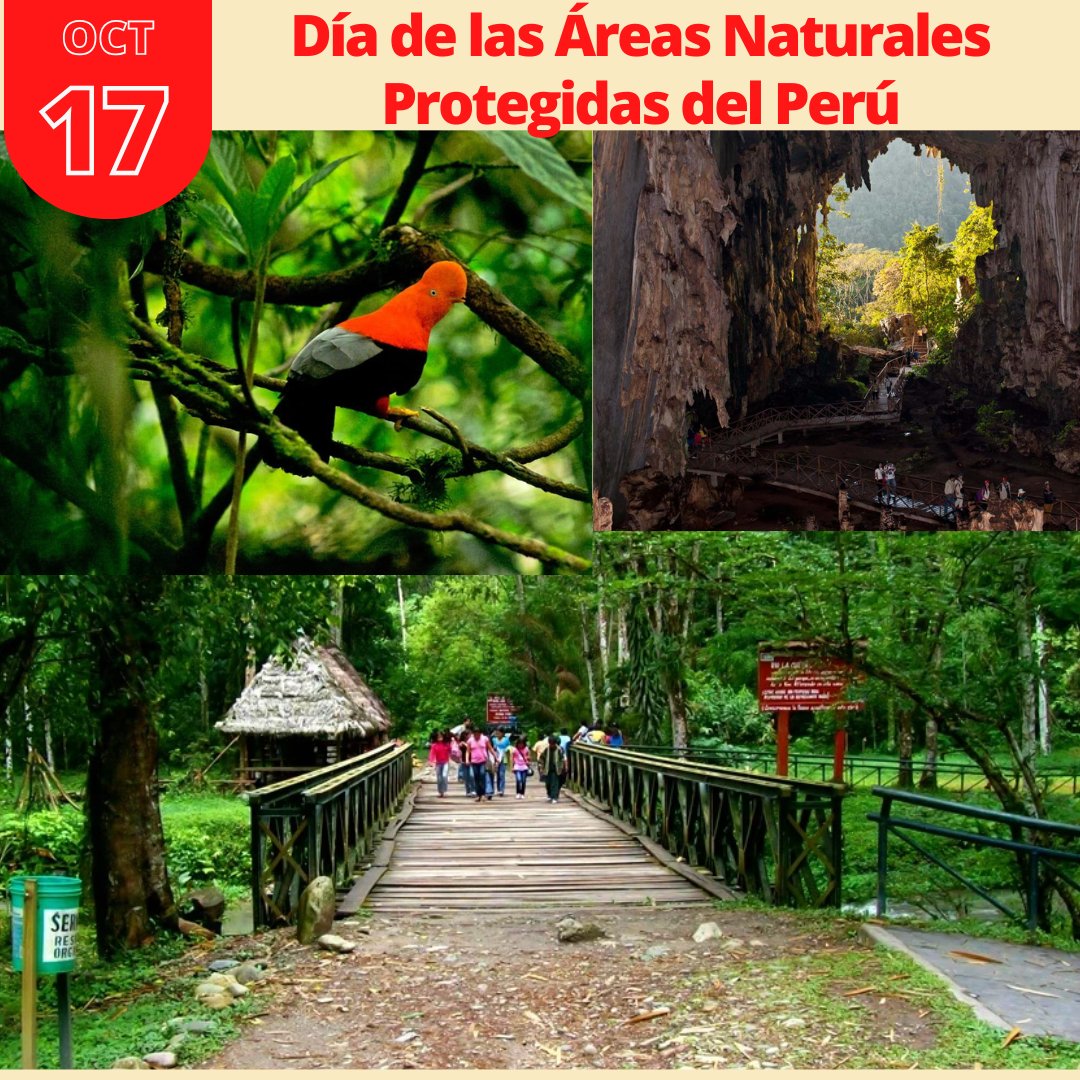 replalez's tweet photo. "En el Día de las Áreas Naturales Protegidas del Perú, celebramos la vida que florece en nuestros ecosistemas. Proteger estos espacios es garantizar nuestro futuro.
#REPLALEZ #peru #naturelovers #animals #plantas https://t.co/r9HOfHyzo2