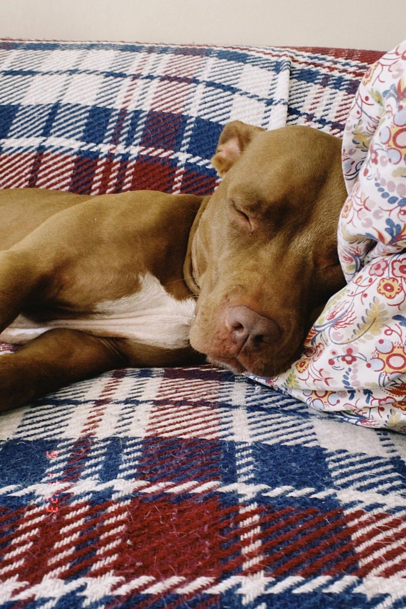 Bir elektrik kaçağı yüzünden Rose’u karda kaybettik. Bu sadece bir “kaza” değil, bir ihmaldir. Yakında davası başlayacak. Duruşma tarihi netleştiğinde duyuracağım.
Bir canın hayatına mal olan ihmaller cezasız kalmamalı.

#roseicinadalet