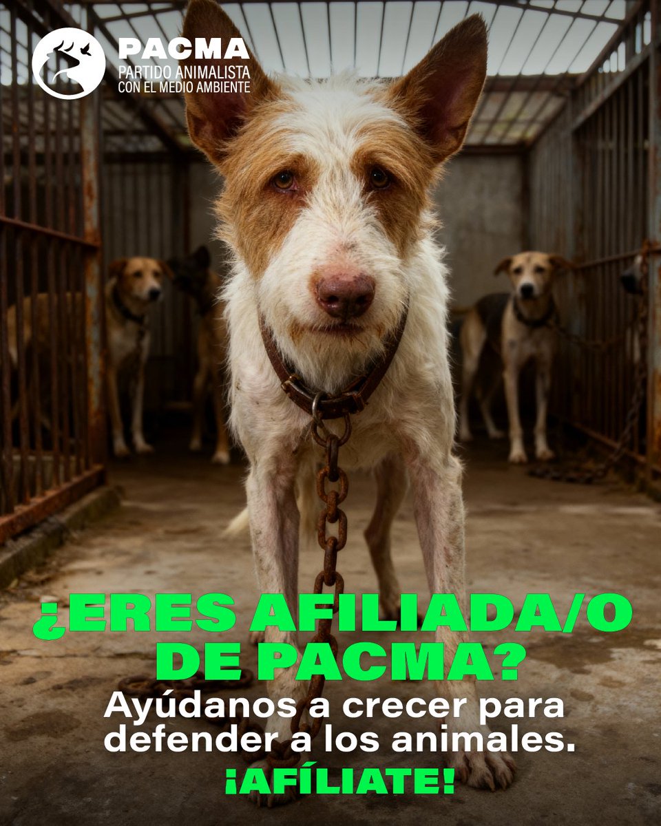 PartidoPACMA's tweet photo. ❌¿Quieres que llegue el fin de la caza?

💪PACMA es el único partido que lucha contra la caza. Y no dejaremos de hacerlo.

💚Ayúdanos a defender a los perros de rehala y al resto de animales. ¡Afíliate! https://t.co/SbJphbncz8

#ÚneteALaRevoluciónVerde #ÚneteAPACMA https://t.co/GsLoX1qbp6