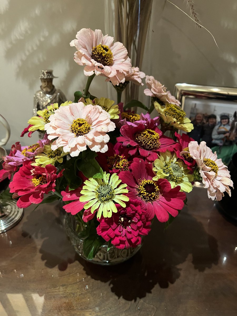 Enjoying them whilst I still can. #zinnia