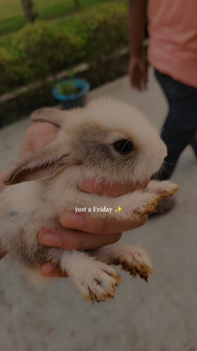 H_var25's tweet photo. Name these qt 🐇. https://t.co/KIf4ZDqZ9W