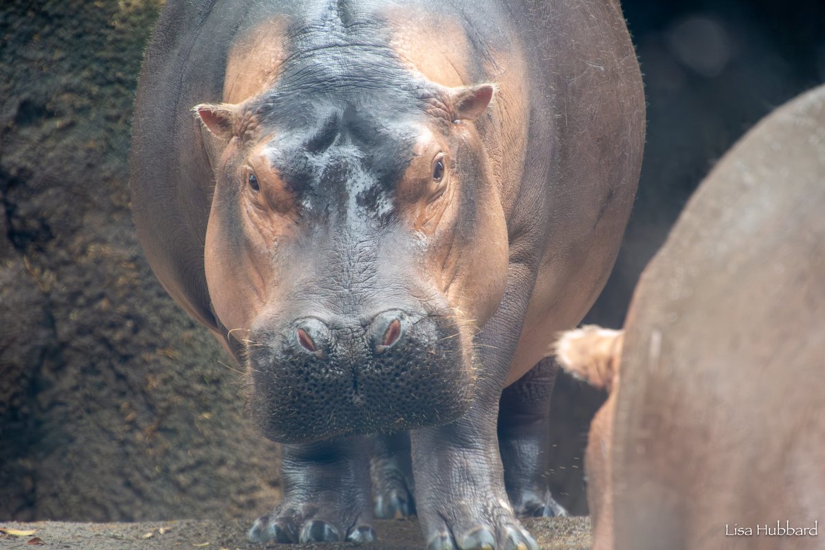 Fiona Friday! During the day, hippos spend their time in the water. In the evening, after the hot sun has set, hippos come out of the water for a night of grazing!