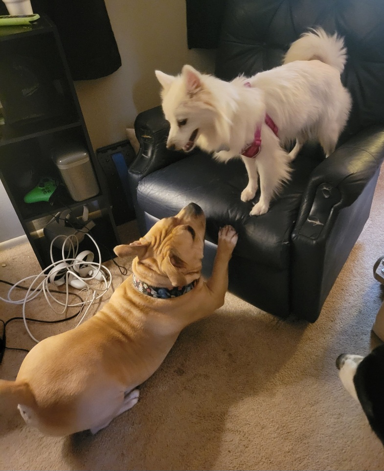 eskiedog1's tweet photo. It took a few months, but our sweet Stella has been ADOPTED! A huge thank you to Vicky and Jim who adopted this lovely lady. 🐾 We truly appreciate foster parents Nicki and Jacob, for giving Stella lots of love and a safe place to stay in the meantime. We'll miss you! 💞

#AERSTL https://t.co/OeXzofYurZ