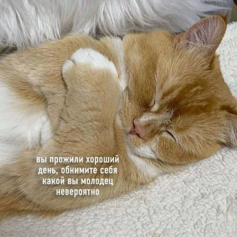 catsilcats's tweet image. 