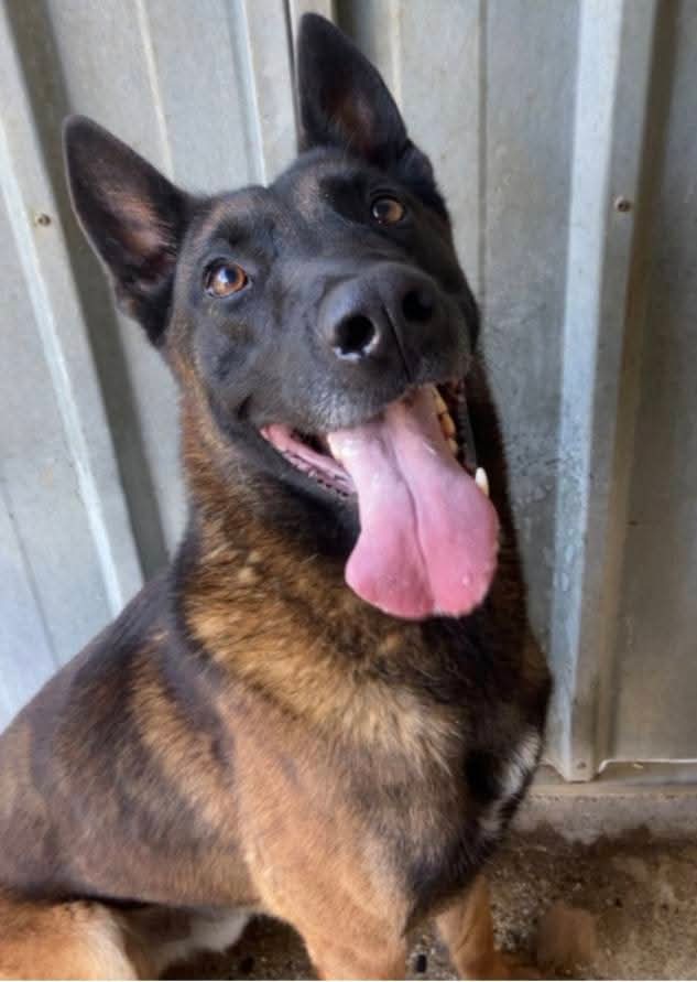 20320Vero's tweet image. SOS SOS euthanasie programmée ⚠️🚨🚨 Polo s'accroche aux barreaux pour crier sa détresse 💔😥 Recherche adoptant/famille d'accueil ou autre refuge/association pour prise en charge de cette beauté ⚠️⚠️⚠️ Sauvons lui la vie ⚠️⚠️⚠️ Philippe Toutenelle facebook.com/share/1DQKsubS…