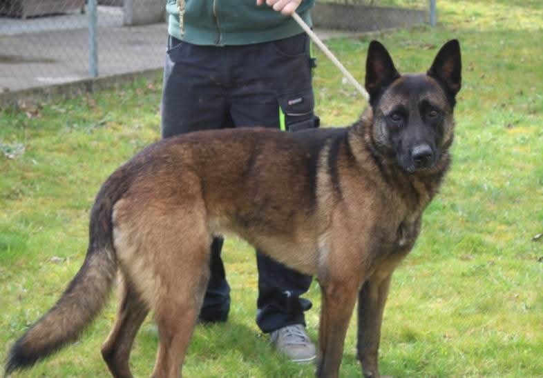 20320Vero's tweet image. SOS SOS euthanasie programmée ⚠️🚨🚨 Polo s'accroche aux barreaux pour crier sa détresse 💔😥 Recherche adoptant/famille d'accueil ou autre refuge/association pour prise en charge de cette beauté ⚠️⚠️⚠️ Sauvons lui la vie ⚠️⚠️⚠️ Philippe Toutenelle facebook.com/share/1DQKsubS…