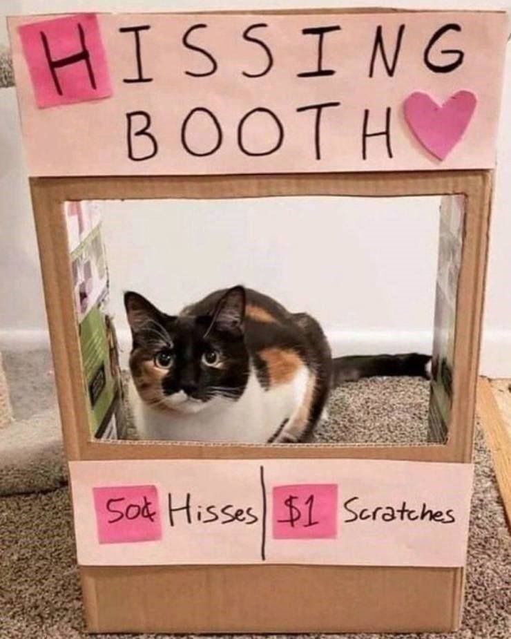 cats with jobs 🛠 (@catworkers) on Twitter photo 