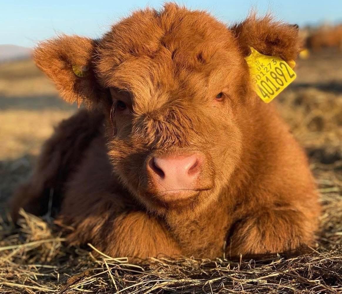 FarmingUK tweet media