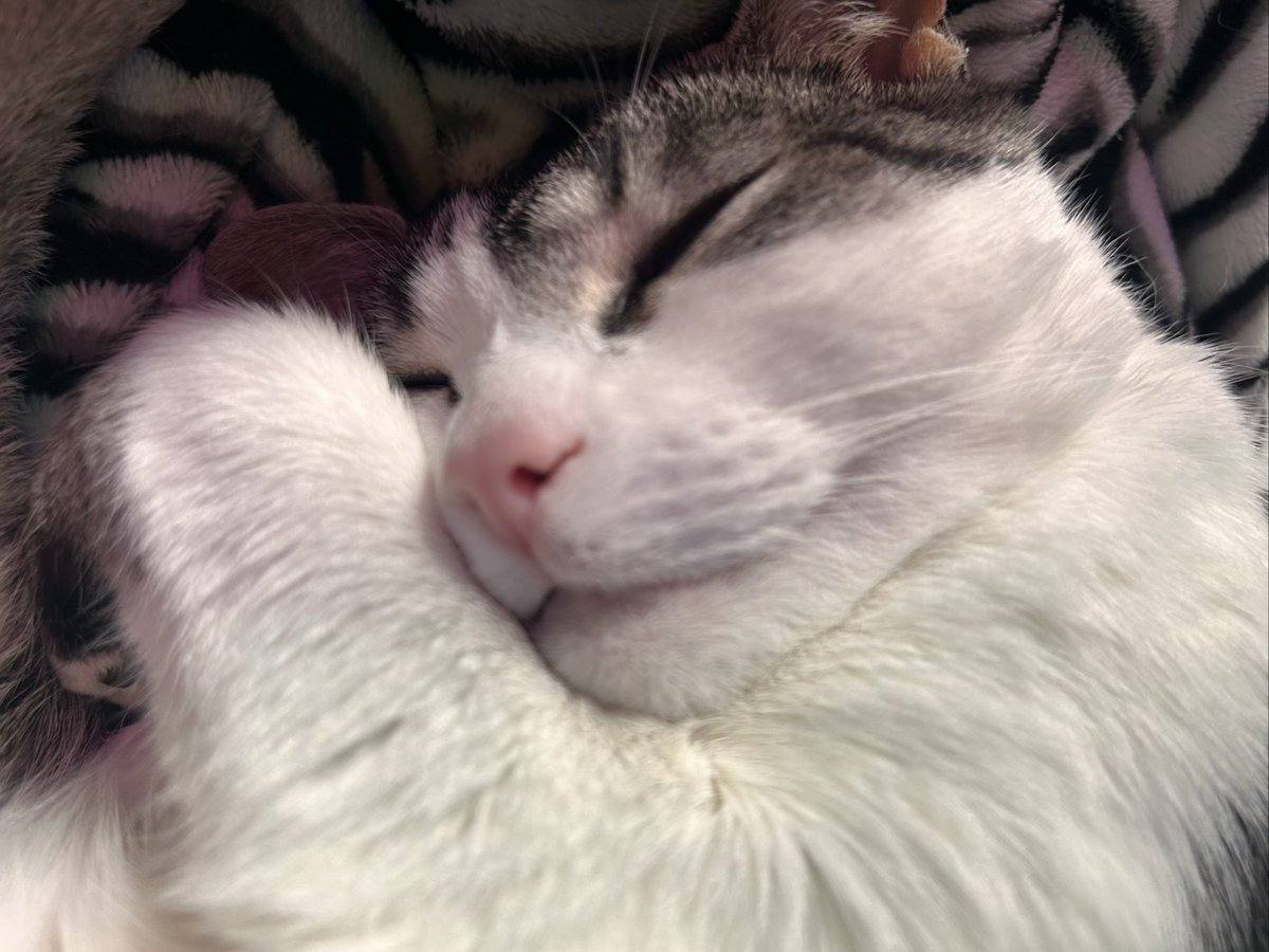 ittybittysaffy's tweet photo. good morning world… just a few more minutes https://t.co/JjAhfVnmoA