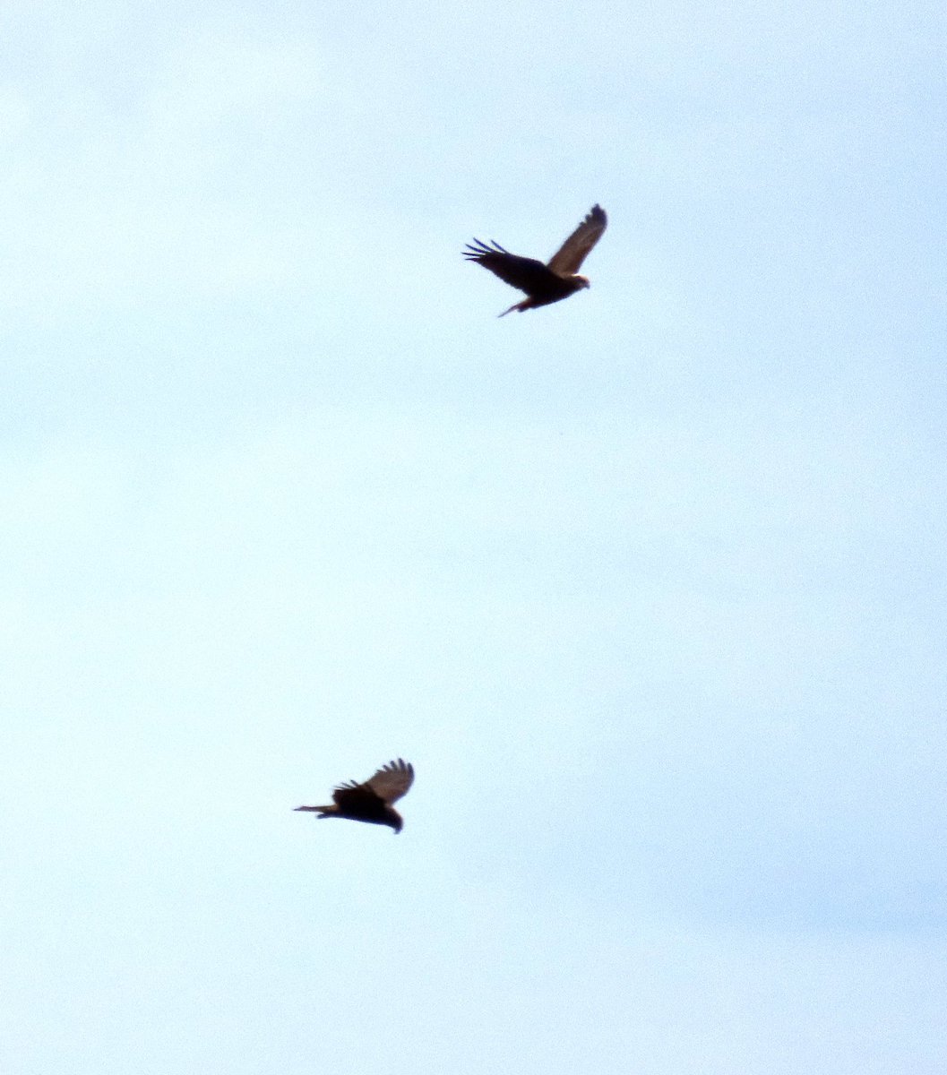 Frank Ryan tweet media