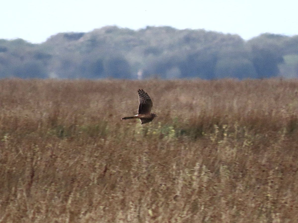 Some decent raptor action at Llanrhidian Marsh, this afternoon, with 2 Marsh Harriers hunting together, 2 ringtail Hen Harriers, and the Pallid Harrier showing a little later