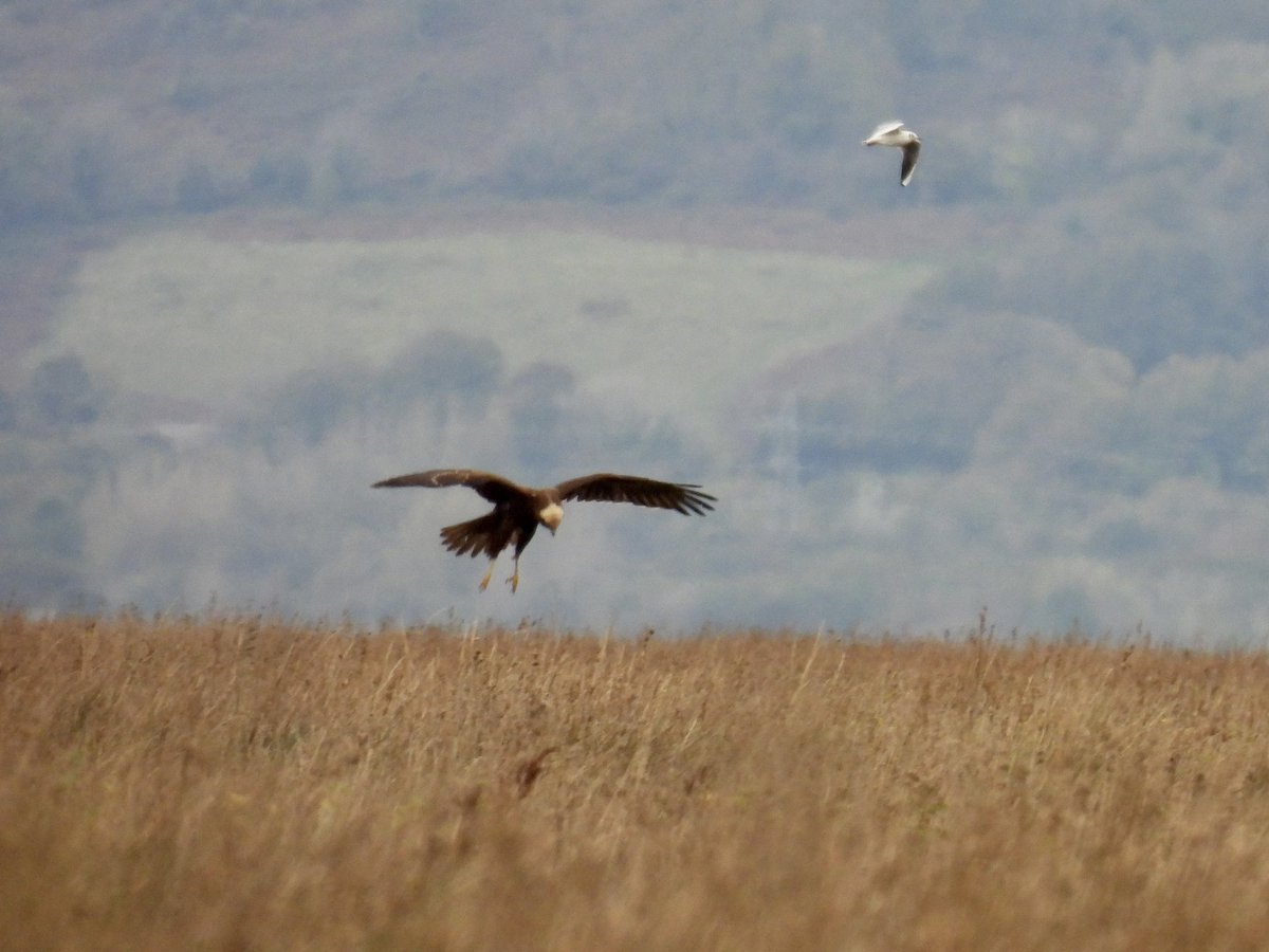 Frank Ryan tweet media