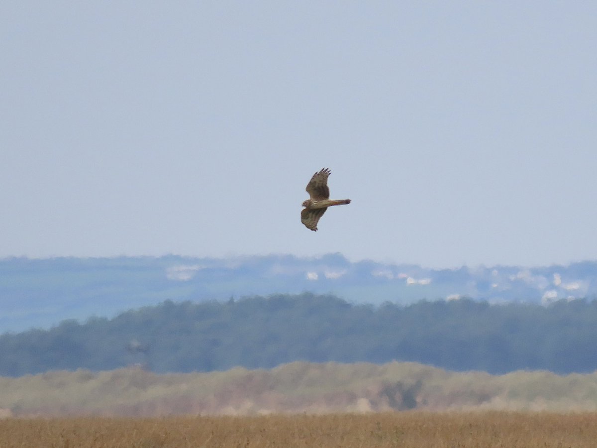 Frank Ryan tweet media