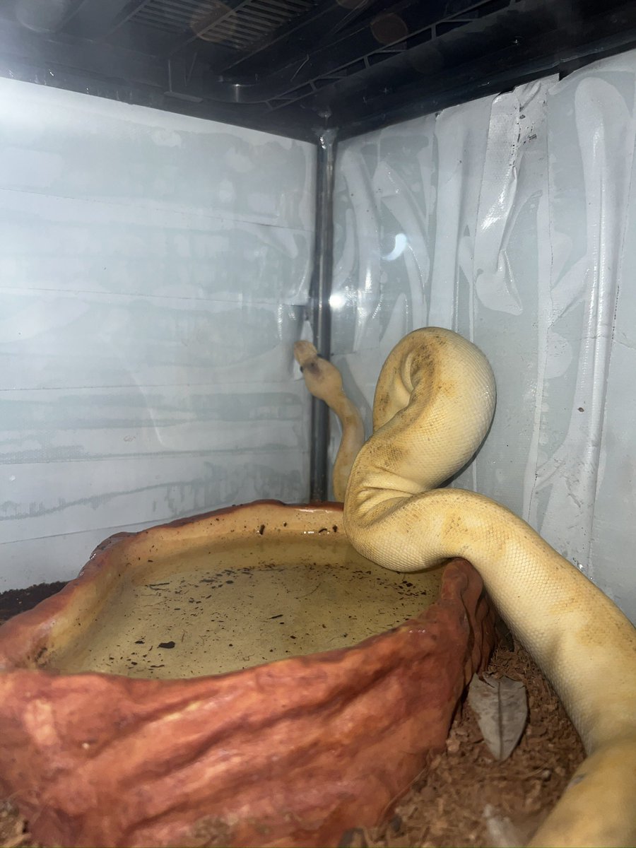 JulianJulizm's tweet image. new cave for Sunny.
i think she doesn't like it that much😅
#ballpython #pythonregius #animalia #ularsanca