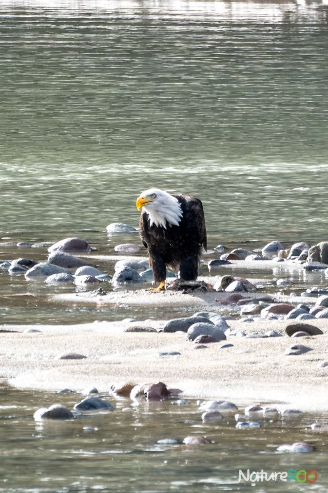 NatureROO's tweet photo. Lunch time by the river. The bald eagles of Brackendale never fail to impress.

#BaldEagle #Brackendale #Squamish #NatureROO #BCWildlife #CanadianWildlife #BirdsofBC #WildlifePhotography #ExploreBC #NaturePhotography #WestCoastWildlife https://t.co/CzcnWNdGjw