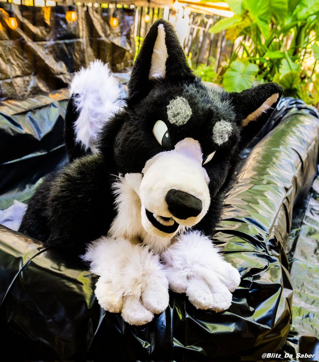 AxisPup ➜ SqueakyC - Furpoc (@axispup) on Twitter photo Puppy in the pool 🐶
I would dare to say I look adorable 😋
📸 <a href="/Blitz_da_saber/">Blitz ➡️ Furpoc 👻 🧹 🐈</a>
#fursuiter #fursuitfriday Puppy in the pool 🐶
I would dare to say I look adorable 😋
📸 <a href="/Blitz_da_saber/">Blitz ➡️ Furpoc 👻 🧹 🐈</a>
#fursuiter #fursuitfriday