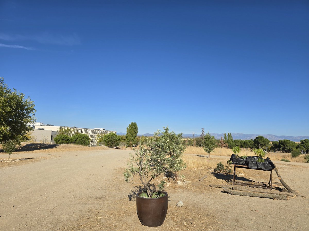 nomegacanton's tweet image. Preguntad cuál es su opinión sobre la presión que tienen que hacer los agentes de @policiademadrid sobre los vecinos de #montecarmelo por no querer que nos im-pongan un #megacantón de 10.000 m2 y por tener que ir tres patrullas por la noche a recoger un olivo de #revoluciónverde