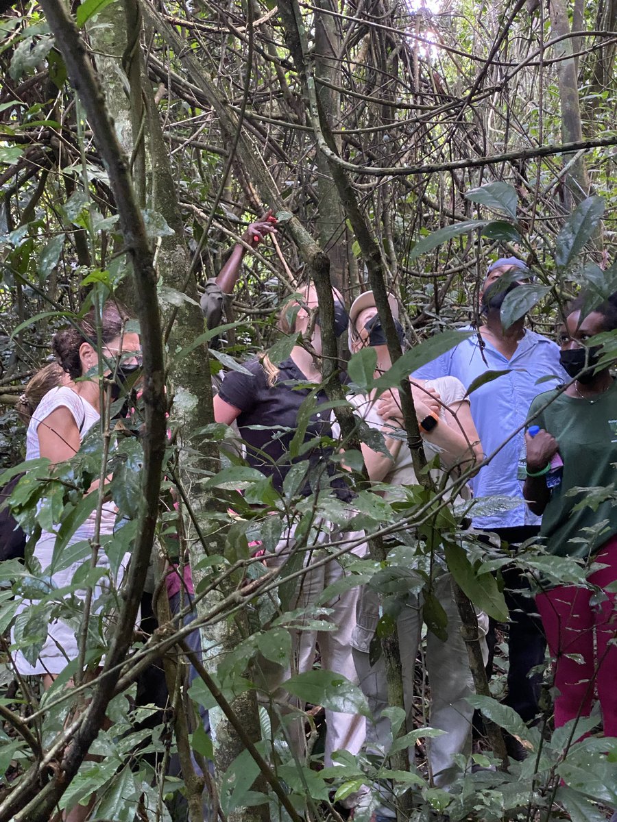 Association for Conservation of Bugoma Forest tweet media