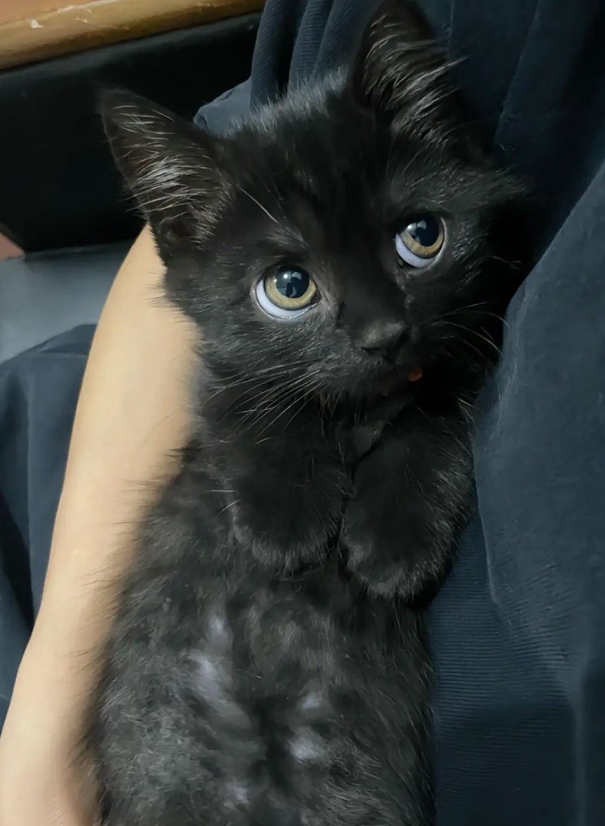 mabb404's tweet photo. Cuteness overload 😩😢🖤 https://t.co/NNIdSueyVY