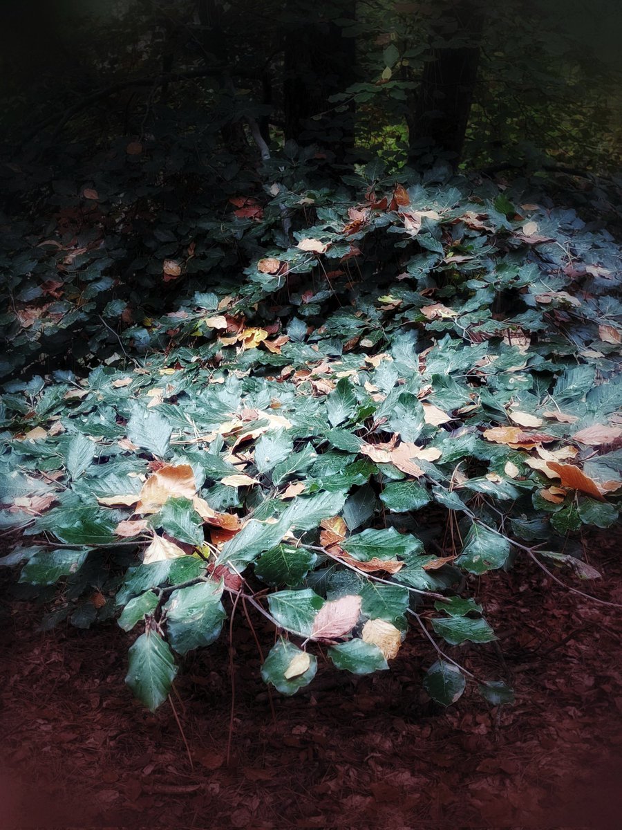 iceniphoto's tweet image. Autumn in the woods 🍂