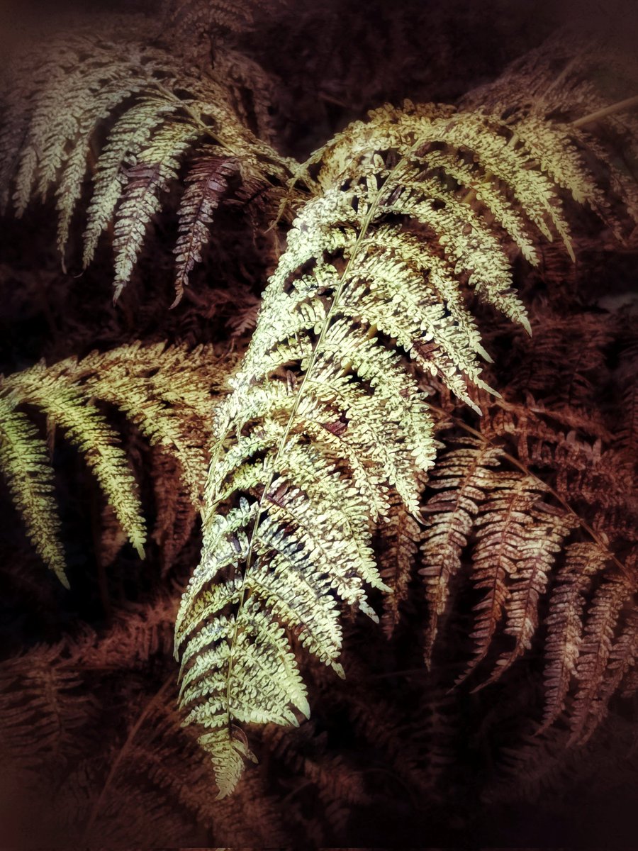 iceniphoto's tweet image. Autumn in the woods 🍂